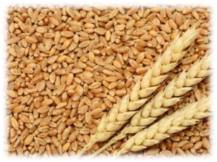 Класифікація пшениці